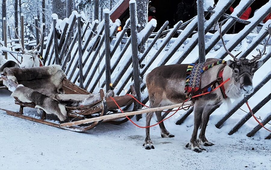 Rovaniemi: Authentic Reindeer Farm Visit & Short Sleigh Ride - Feeding the reindeer, the most rewarding part