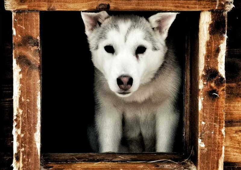 Rovaniemi: Autumn Husky Ride on Wheels - Key points to know before you go