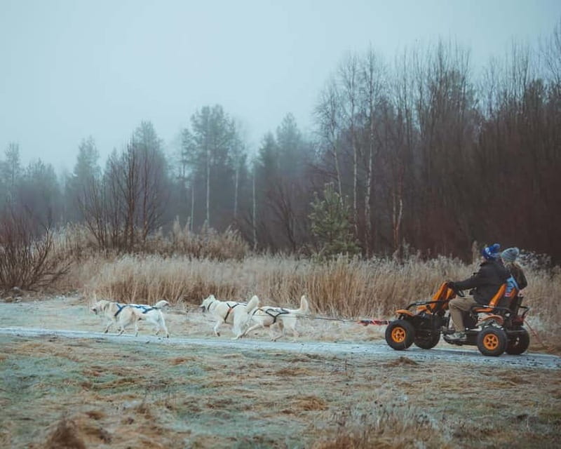 Rovaniemi: Autumn Husky Ride on Wheels - Why a wheeled husky ride makes sense in autumn