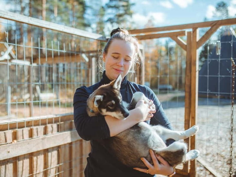 Rovaniemi: Autumn Husky Ride on Wheels - Hot berry juice and time with the dogs