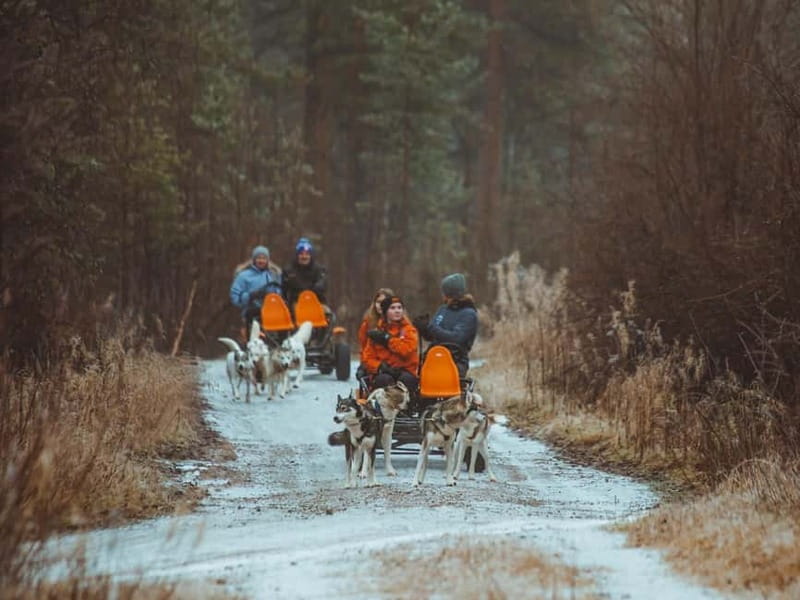 Rovaniemi: Autumn Husky Ride on Wheels - Is $169 a fair price?