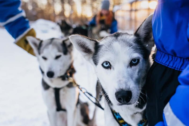 Rovaniemi: Autumn Husky Ride on Wheels - Meeting the huskies at Apukka Resort