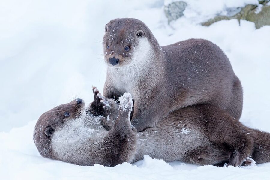 Rovaniemi: Day at Ranua Wildlife Park Arctic Zoo - Key points to know before booking