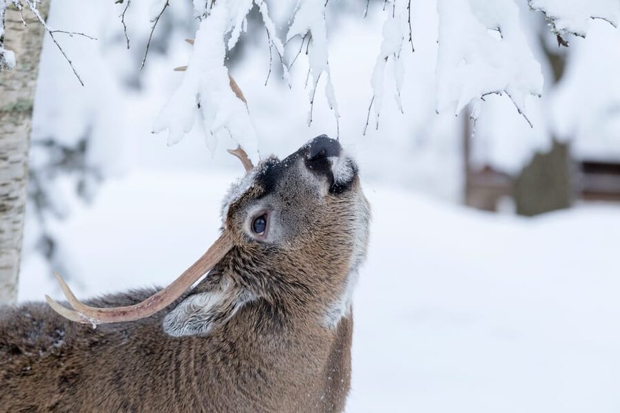 Rovaniemi: Day at Ranua Wildlife Park Arctic Zoo - Why Ranua makes sense from Rovaniemi