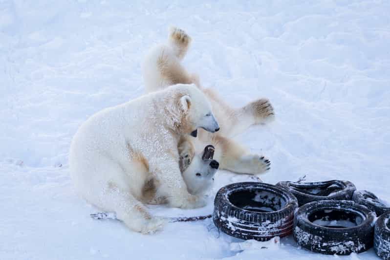 Rovaniemi: Day at Ranua Wildlife Park Arctic Zoo - Practical details that can make the day easier
