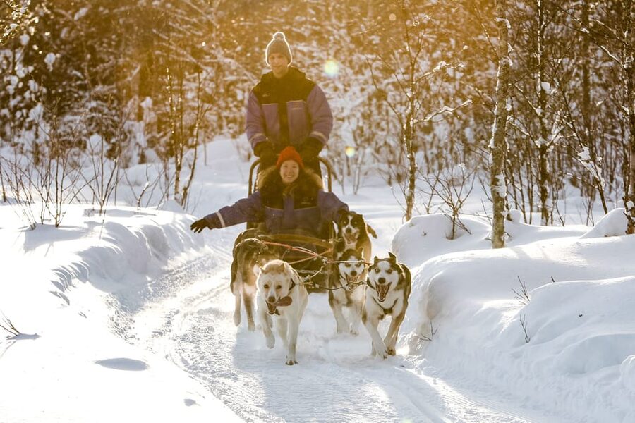 Rovaniemi: Daytime Husky Safari - Key Points Before You Book