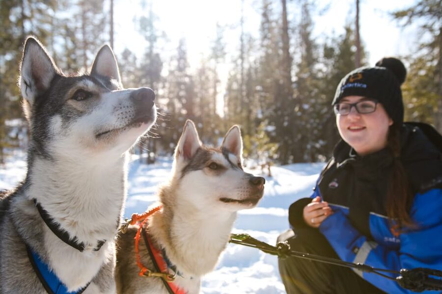 Rovaniemi: Daytime Husky Safari - Learning to Mush Before You Set Off