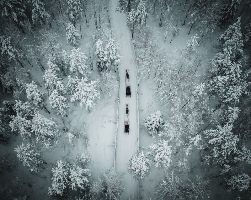 Rovaniemi: Daytime Reindeer Sleigh Ride - A short ride into Lapland’s winter world
