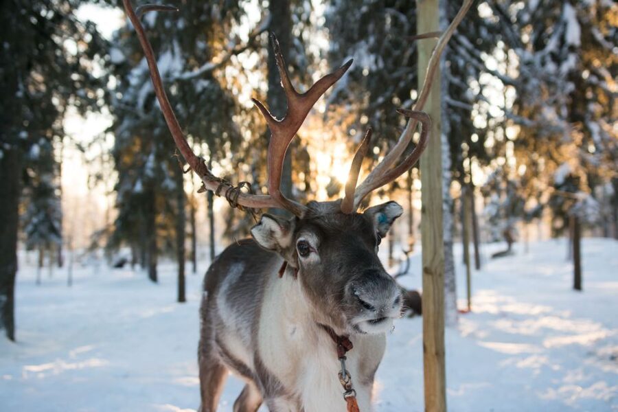 Rovaniemi: Daytime Reindeer Sleigh Ride - At the reindeer farm, look beyond the photo