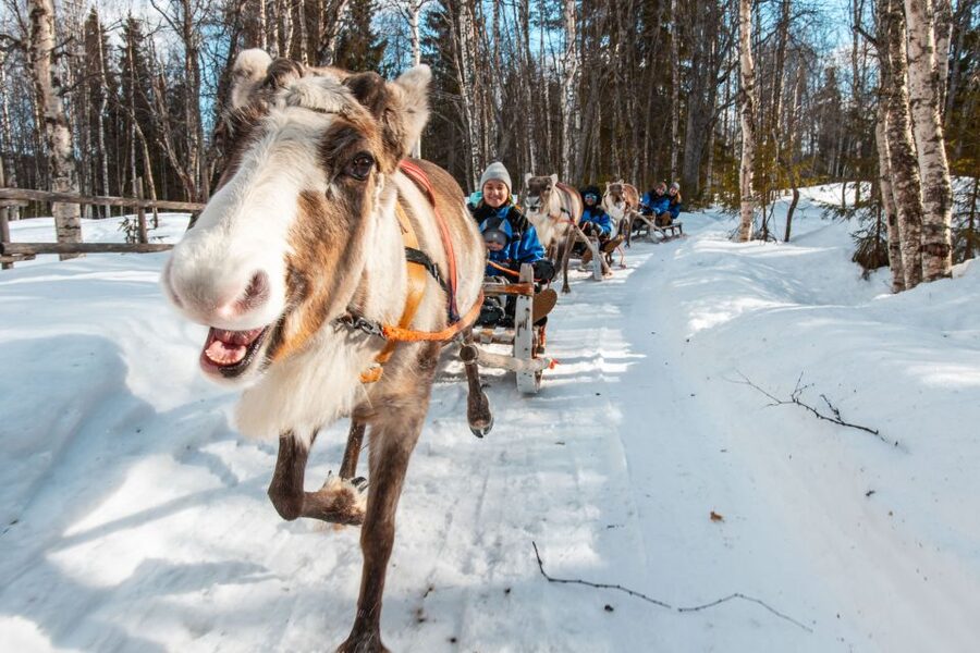 Rovaniemi: Daytime Reindeer Sleigh Ride - How much value do you get from two hours?