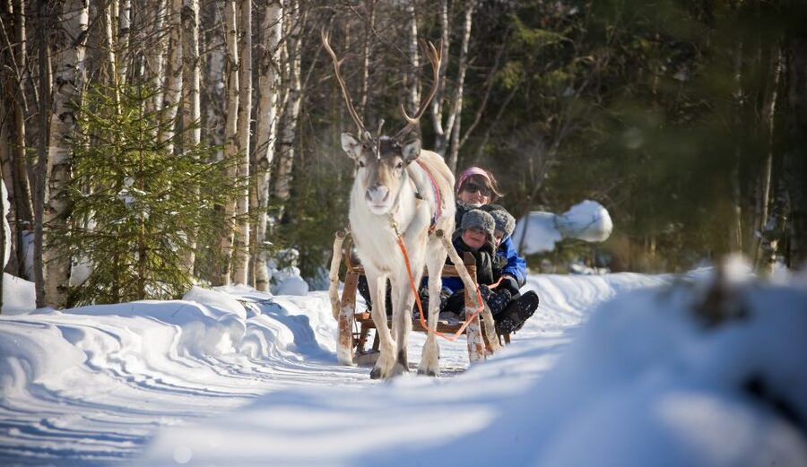 Rovaniemi: Daytime Reindeer Sleigh Ride - My practical verdict on the Rovaniemi sleigh ride