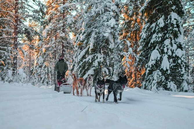 Rovaniemi: Drive Your Own Husky Team (6–10 km) & BBQ - Why driving the sled changes the experience
