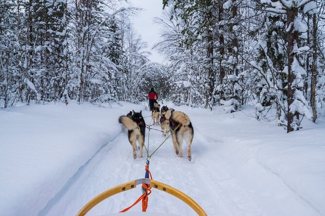 Rovaniemi: Drive Your Own Husky Team (6–10 km) & BBQ - Fire, berry juice, and a Lapland-style BBQ