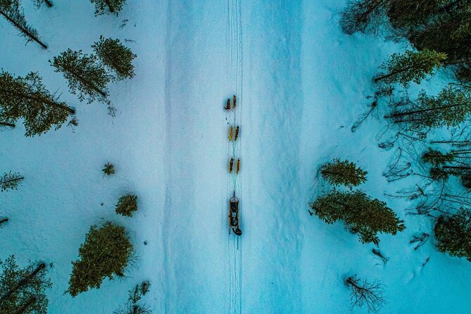 Rovaniemi: Drive Your Own Husky Team (6–10 km) & BBQ - Meeting the dogs after the run