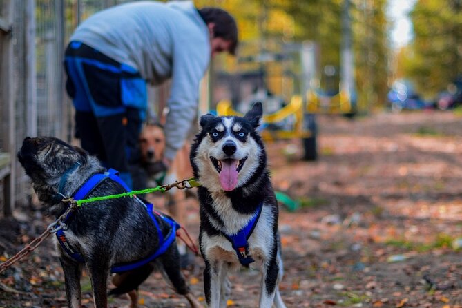 Rovaniemi: Drive Your Own Husky Team (Autumn) & BBQ - Key points to know