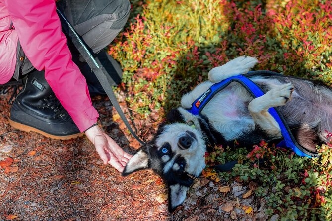 Rovaniemi: Drive Your Own Husky Team (Autumn) & BBQ - What the $264.29 price really buys