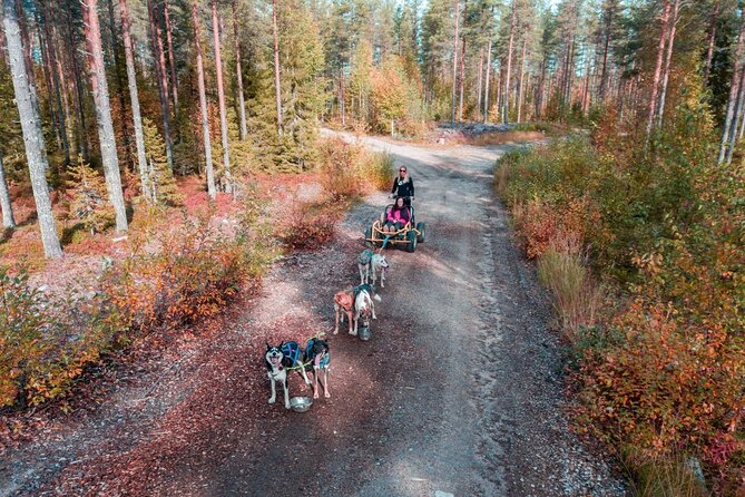 Rovaniemi: Drive Your Own Husky Team (Autumn) & BBQ - Meeting the dogs before you drive