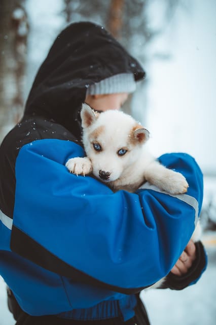 Rovaniemi: Early Winter Husky Sled Ride - Meeting the Huskies at Apukka Resort