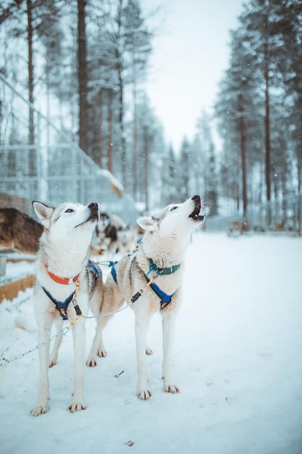 Rovaniemi: Early Winter Husky Sled Ride - Learning to Mush Your Own Team