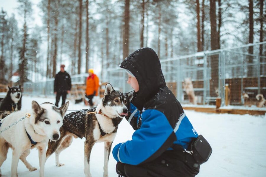 Rovaniemi: Early Winter Husky Sled Ride - Why the Dogs Make the Experience Memorable