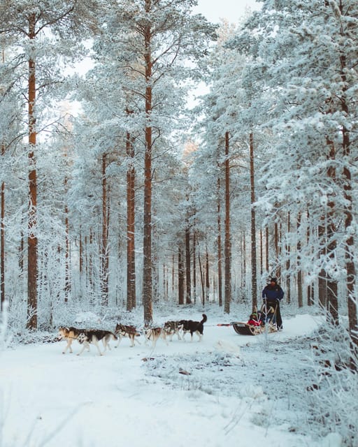 Rovaniemi: Early Winter Husky Sled Ride - Transfers From Rovaniemi and Santa Claus Village