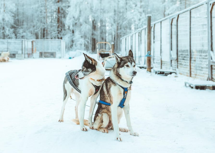 Rovaniemi: Early Winter Husky Sled Ride - Who Will Enjoy This Most?