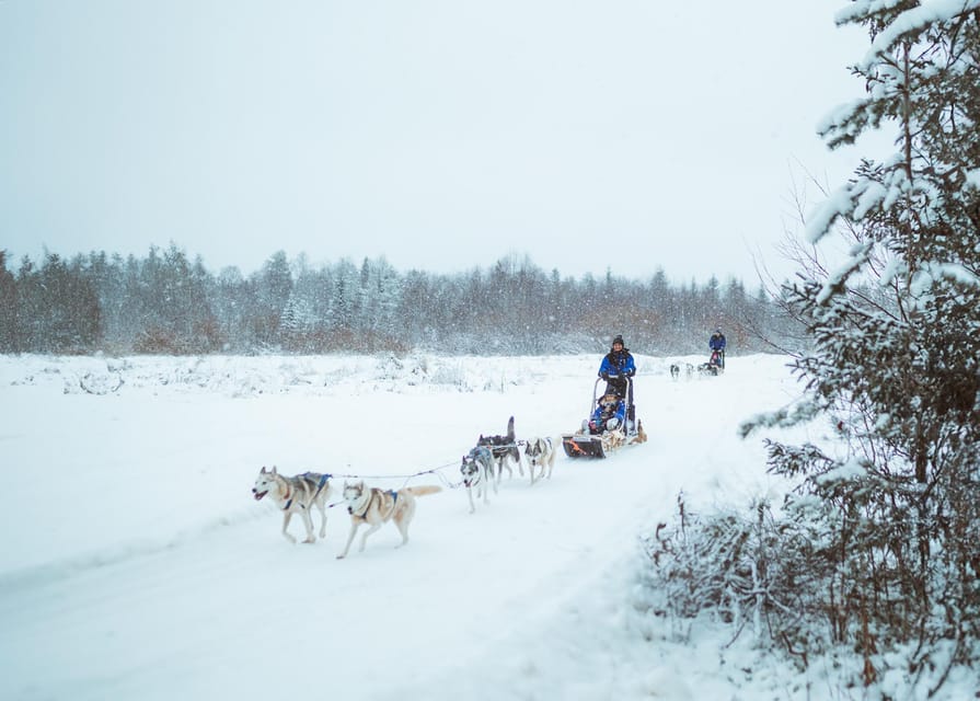 Rovaniemi: Early Winter Husky Sled Ride - Three Kilometers Through Snowy Fields and Forest