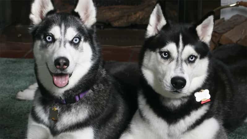 Rovaniemi: Family Friendly Husky Ride and Farm Visit - Key points before you book