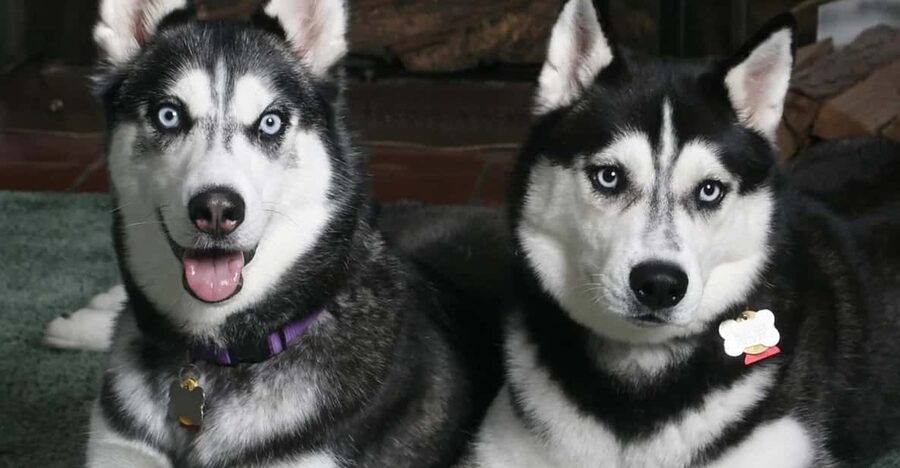 Rovaniemi: Family Friendly Husky Ride and Farm Visit - Meeting the huskies in snowy Rovaniemi