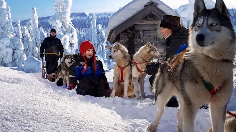Rovaniemi: Family Friendly Husky Ride and Farm Visit - Time with the dogs after the ride