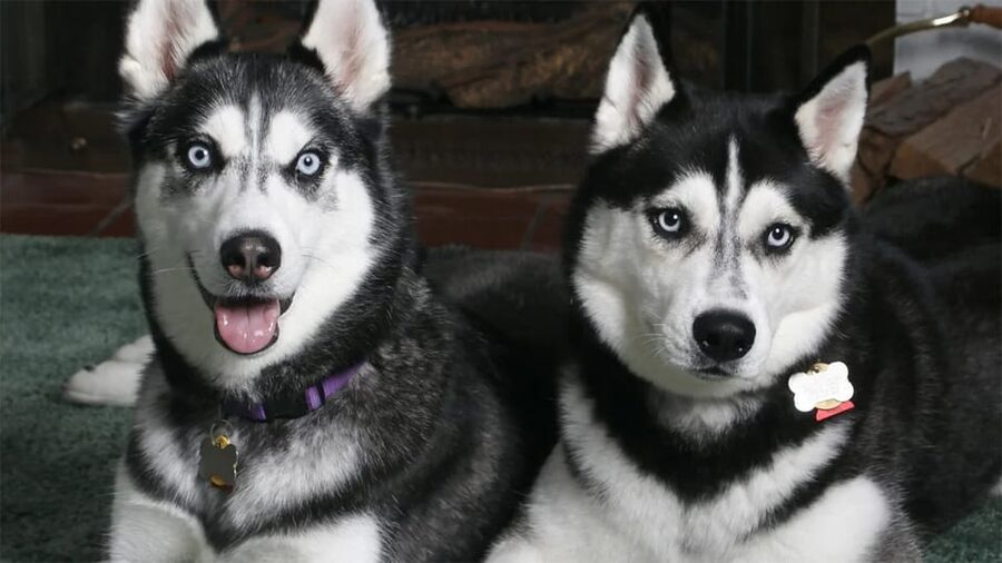 Rovaniemi: Family Friendly Husky Ride and Farm Visit - Family fit, ages, and group conditions