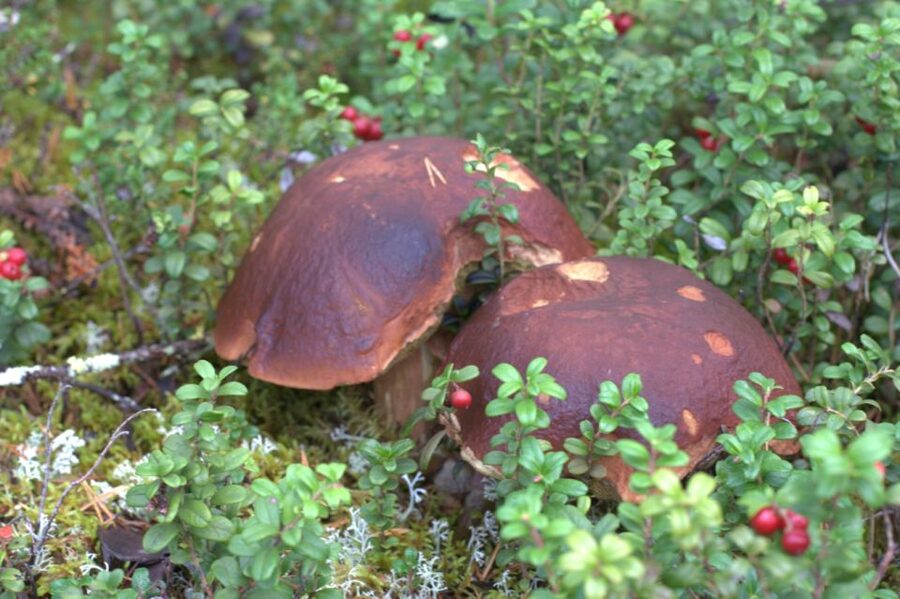 Rovaniemi forest foraging adventure: Pick, Prepare, Savor - Key points to know before booking