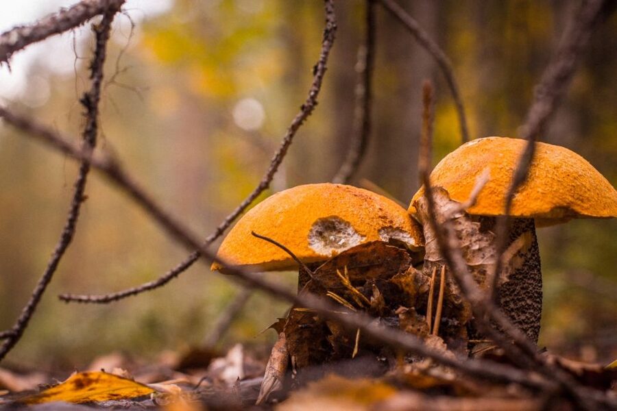 Rovaniemi forest foraging adventure: Pick, Prepare, Savor - Why this forest outing feels different