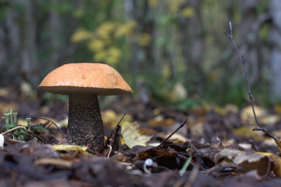Rovaniemi forest foraging adventure: Pick, Prepare, Savor - The best season runs from late July to early October