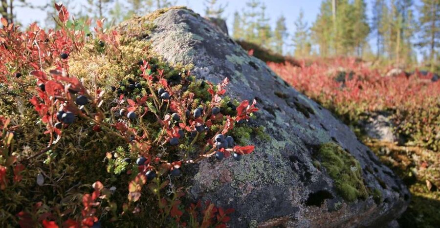 Rovaniemi forest foraging adventure: Pick, Prepare, Savor - Cooking mushroom soup over the fire