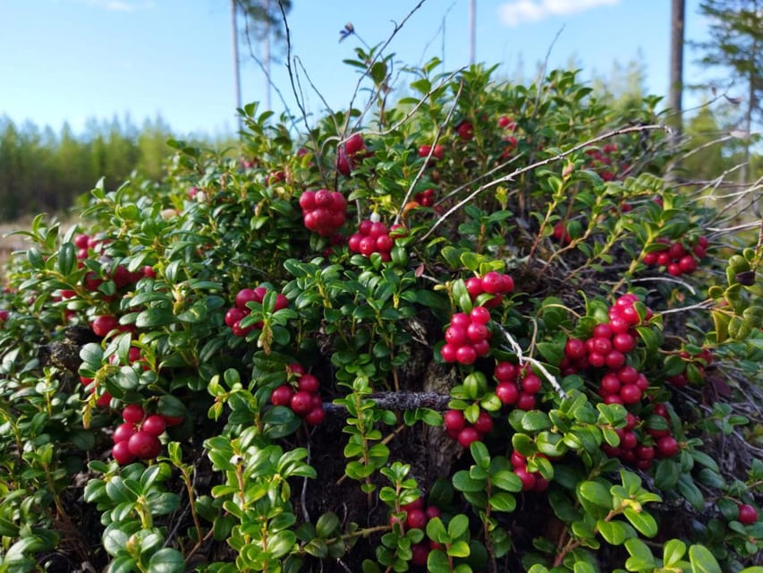 Rovaniemi forest foraging adventure: Pick, Prepare, Savor - Is $135 a fair price?