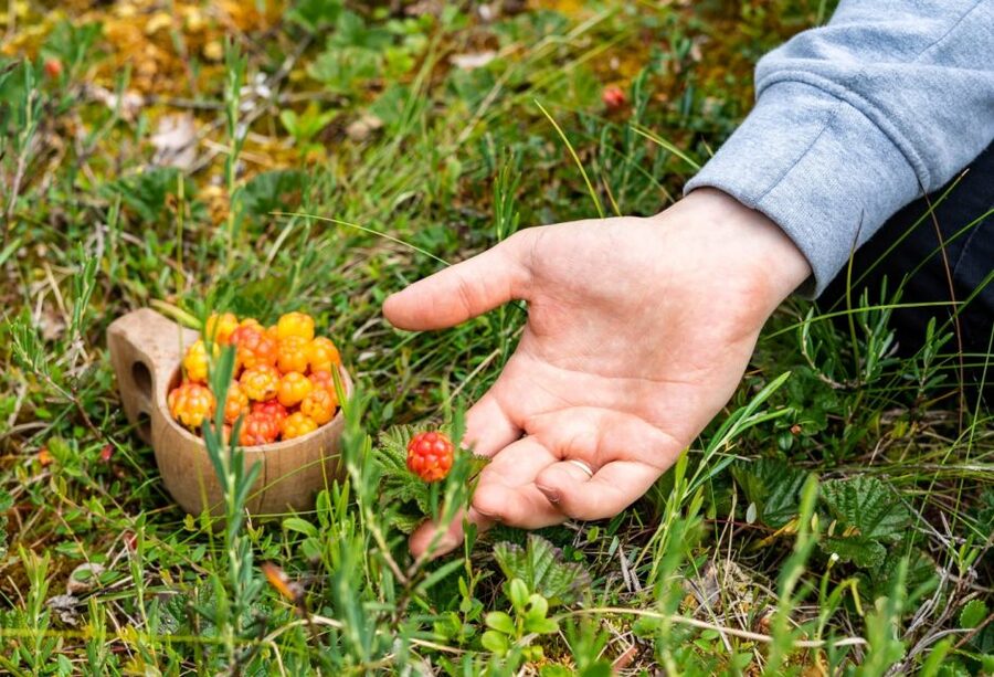Rovaniemi forest foraging adventure: Pick, Prepare, Savor - Who should book this experience?