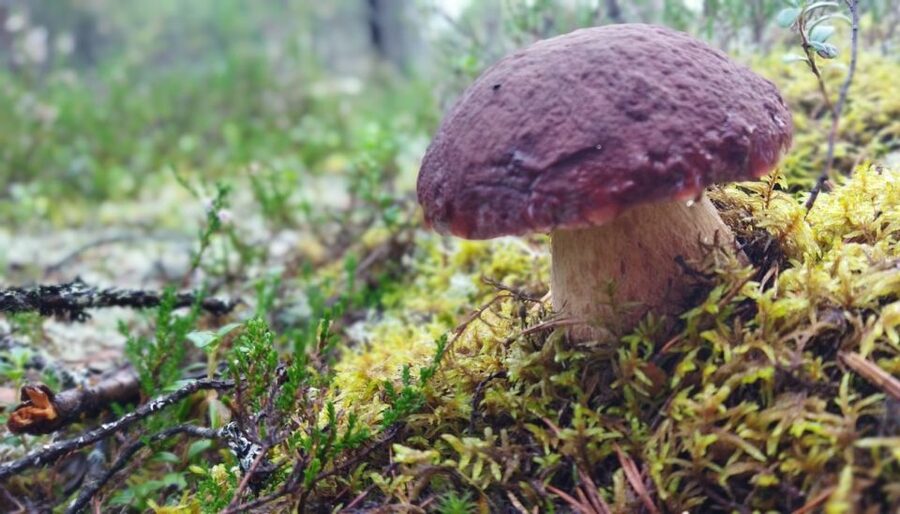 Rovaniemi forest foraging adventure: Pick, Prepare, Savor - Leaving Rovaniemi for the picking grounds