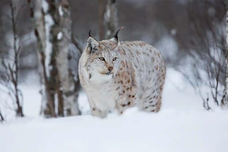 Rovaniemi: Full-Day Highlights Tour with Buffet Lunch - A full Arctic sampler in six hours