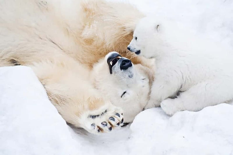 Rovaniemi: Full-Day Highlights Tour with Buffet Lunch - Husky rides: quick excitement, limited time