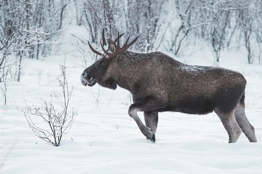 Rovaniemi: Full-Day Highlights Tour with Buffet Lunch - Buffet lunch keeps the schedule moving