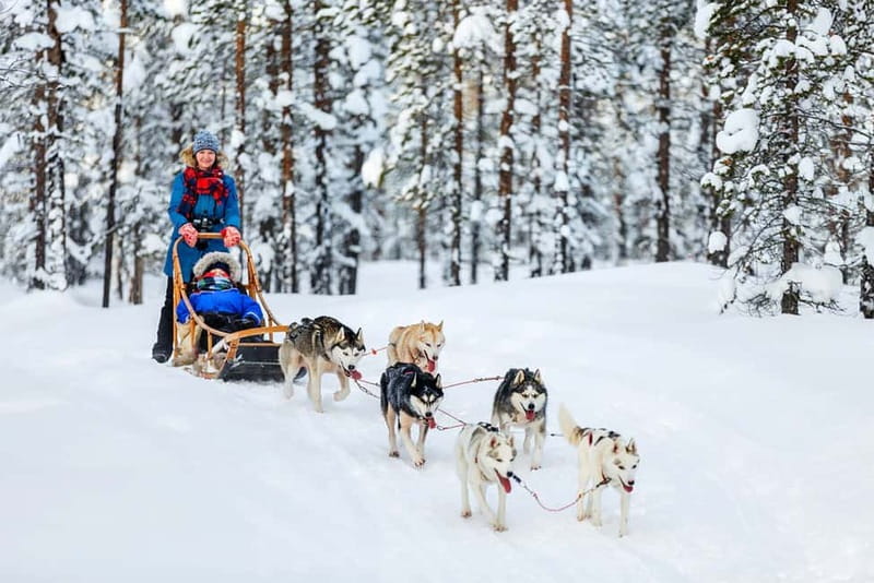 Rovaniemi: Full-Day Highlights Tour with Buffet Lunch - Arktikum puts Lapland in context