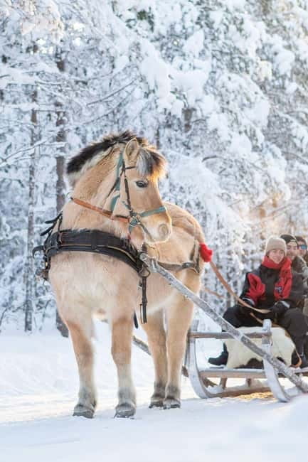 Rovaniemi: Horse Sleigh Ride under the Night Sky - Key points to know before booking