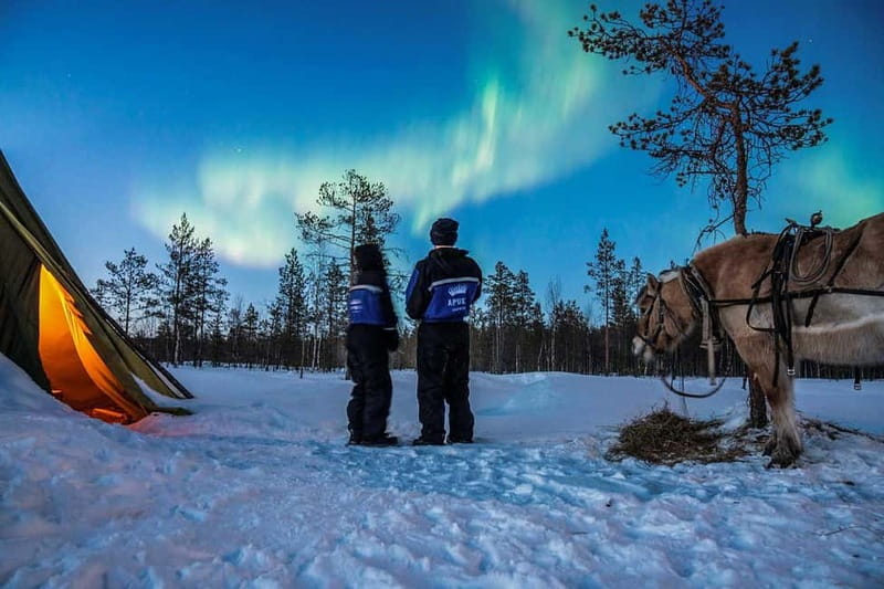 Rovaniemi: Horse Sleigh Ride under the Night Sky - A horse sleigh ride made for the Arctic night