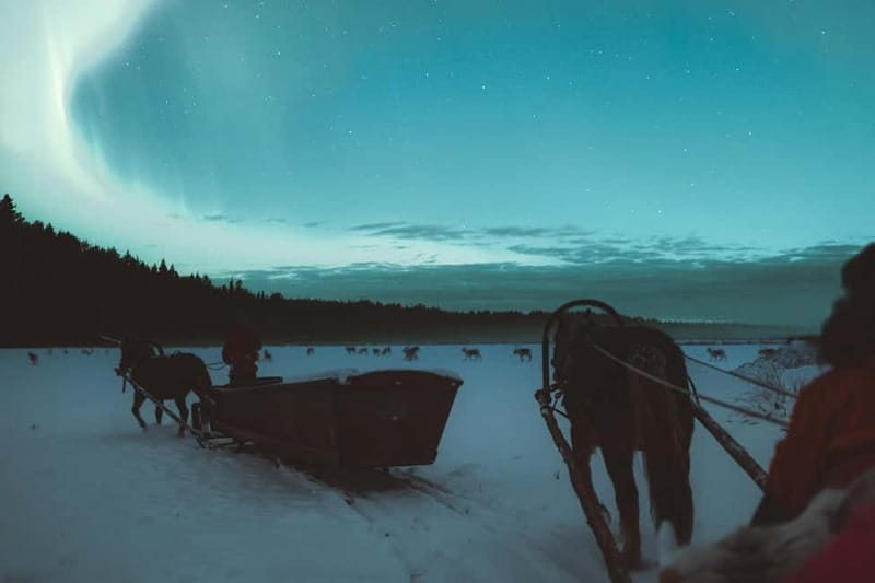 Rovaniemi: Horse Sleigh Ride under the Night Sky - A campfire with sausages and warm drinks