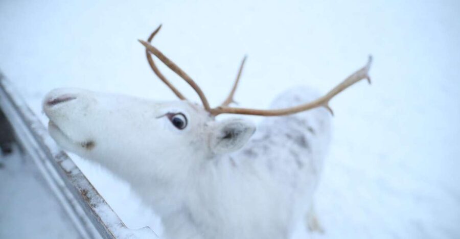 Rovaniemi: Husky and reindeer farm visit with sleigh rides - Two Arctic farms, one compact Rovaniemi outing