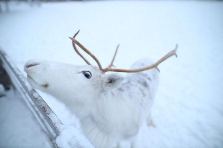 Rovaniemi: Husky and reindeer farm visit with sleigh rides - The December 1 rule changes the value