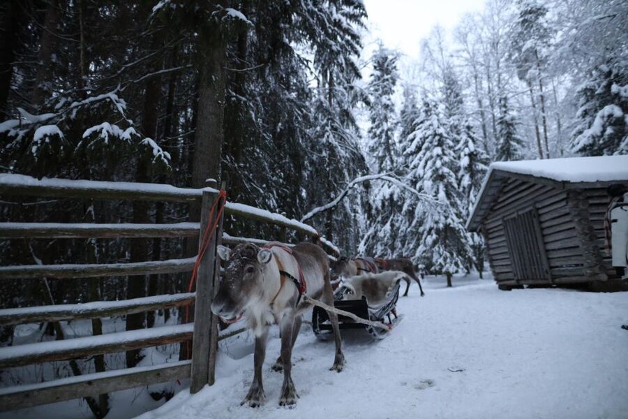 Rovaniemi: Husky and reindeer farm visit with sleigh rides - What the four hours feel like
