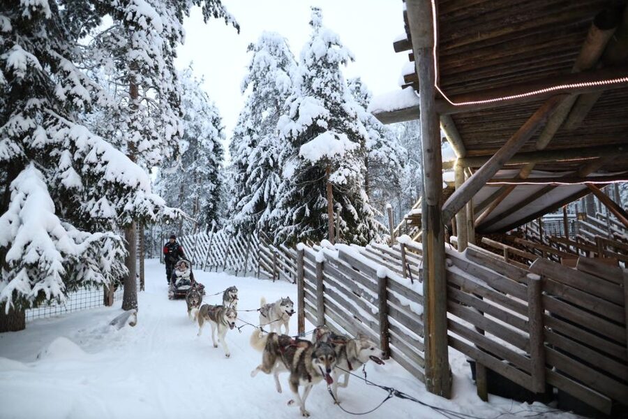 Rovaniemi: Husky and reindeer farm visit with sleigh rides - The reindeer farm offers the gentler connection