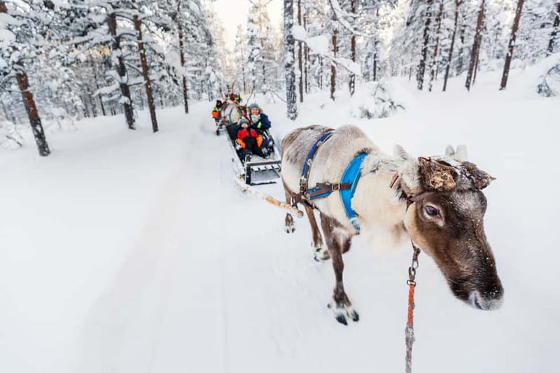Rovaniemi: Husky Farm and Reindeer Experience - Starting from central Rovaniemi or Santa Claus Village